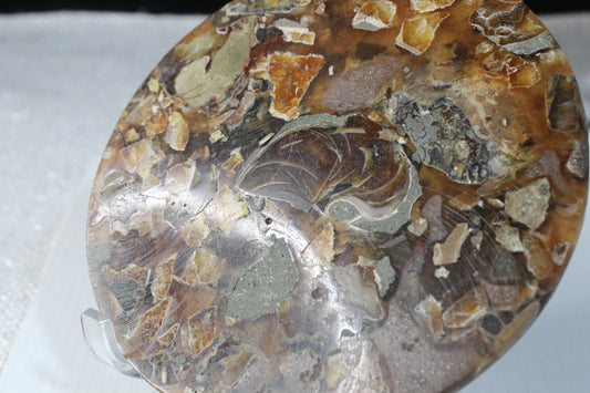 Ammonite Fossil Round