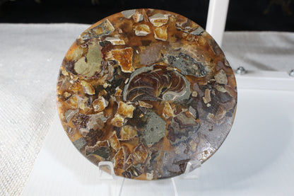 Ammonite Fossil Round