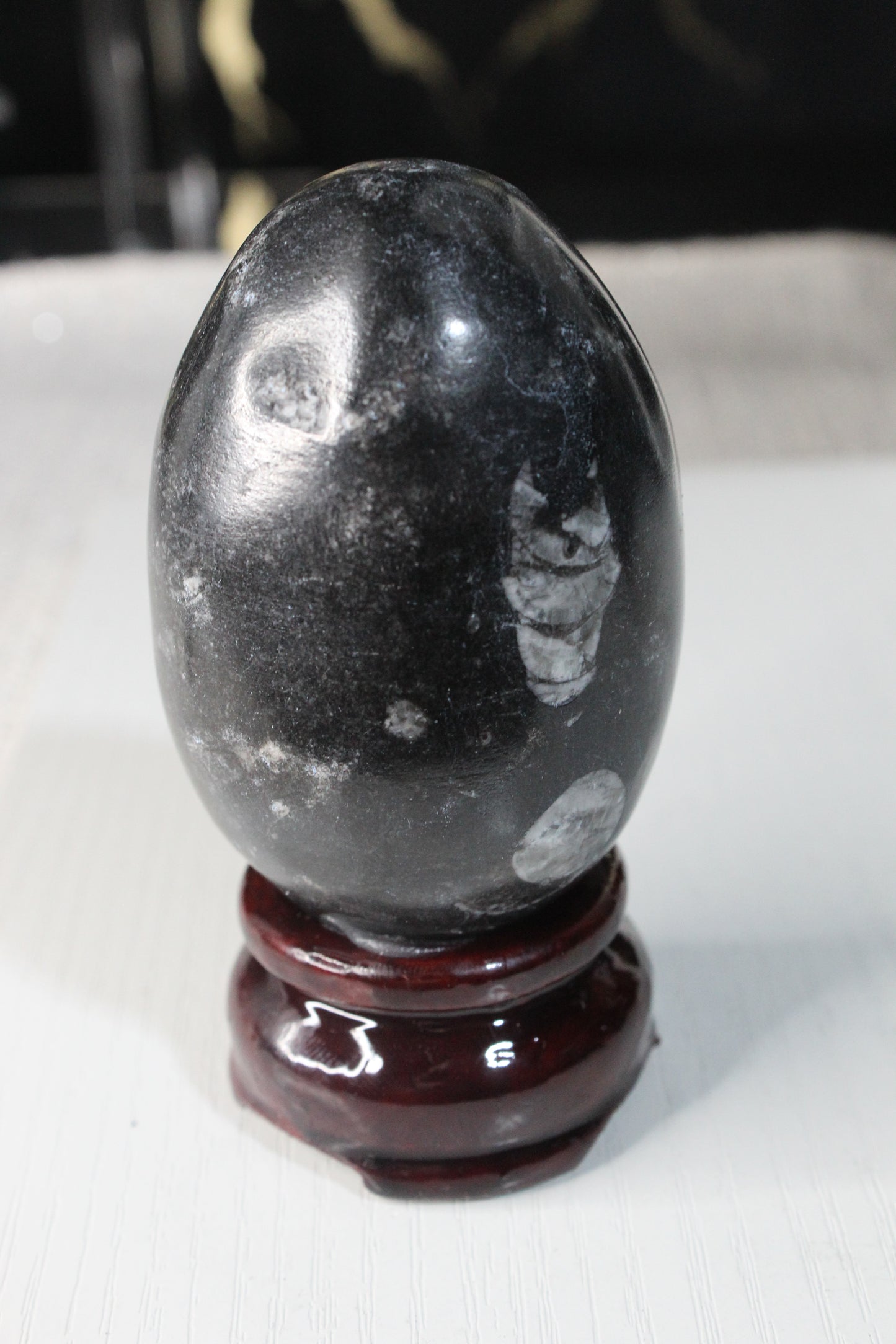 Orthoceras Fossil Egg