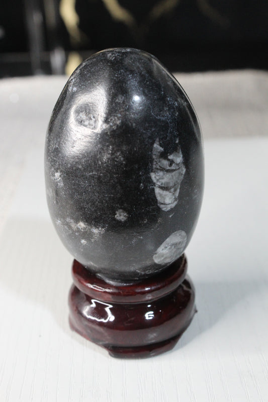 Orthoceras Fossil Egg