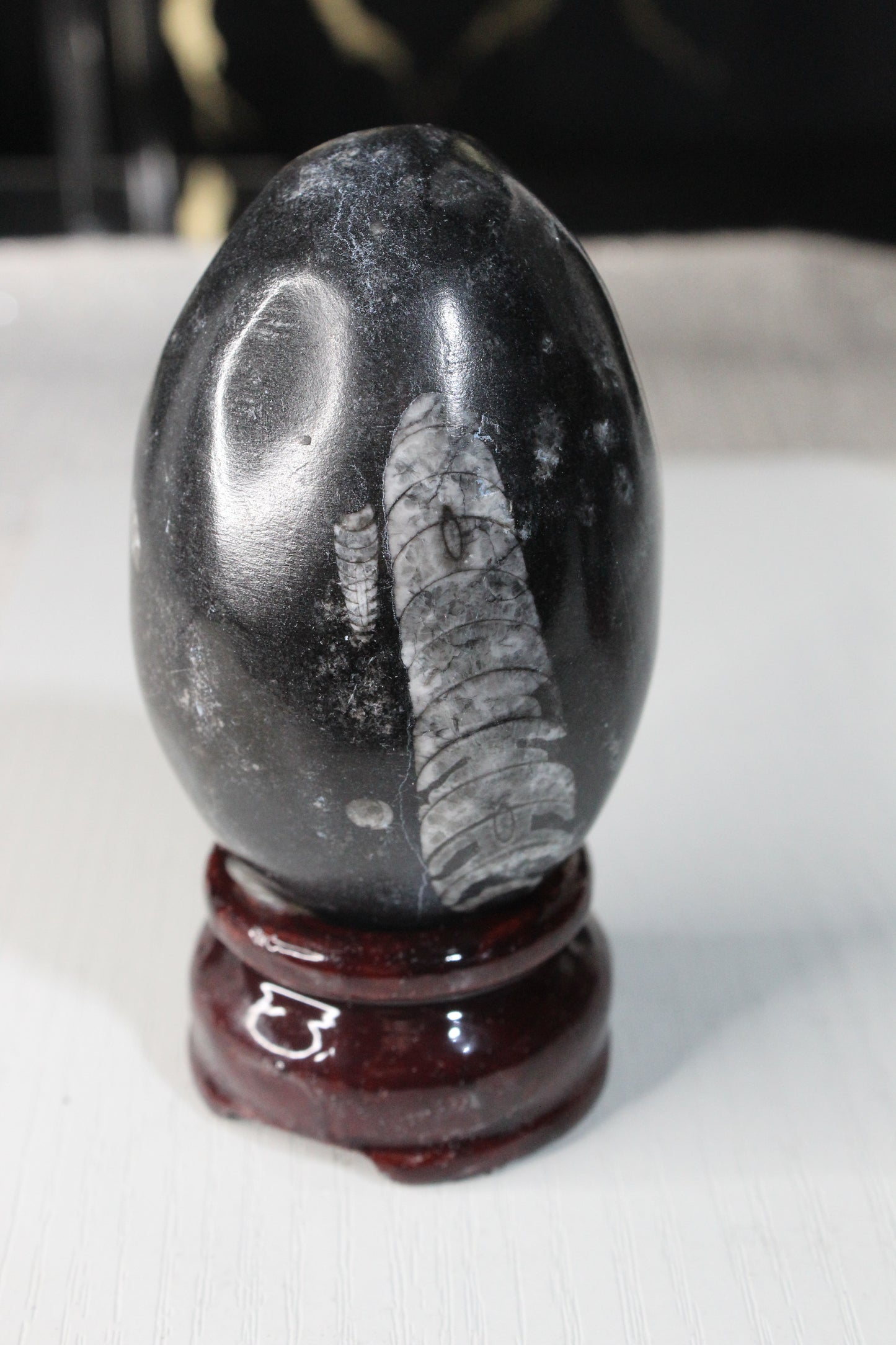 Orthoceras Fossil Egg