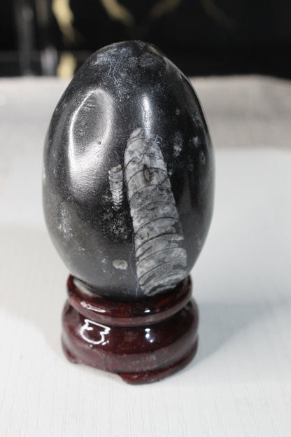 Orthoceras Fossil Egg