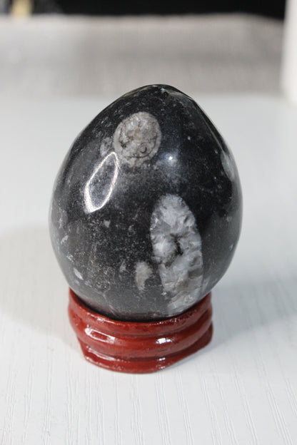 Orthoceras Fossil Egg