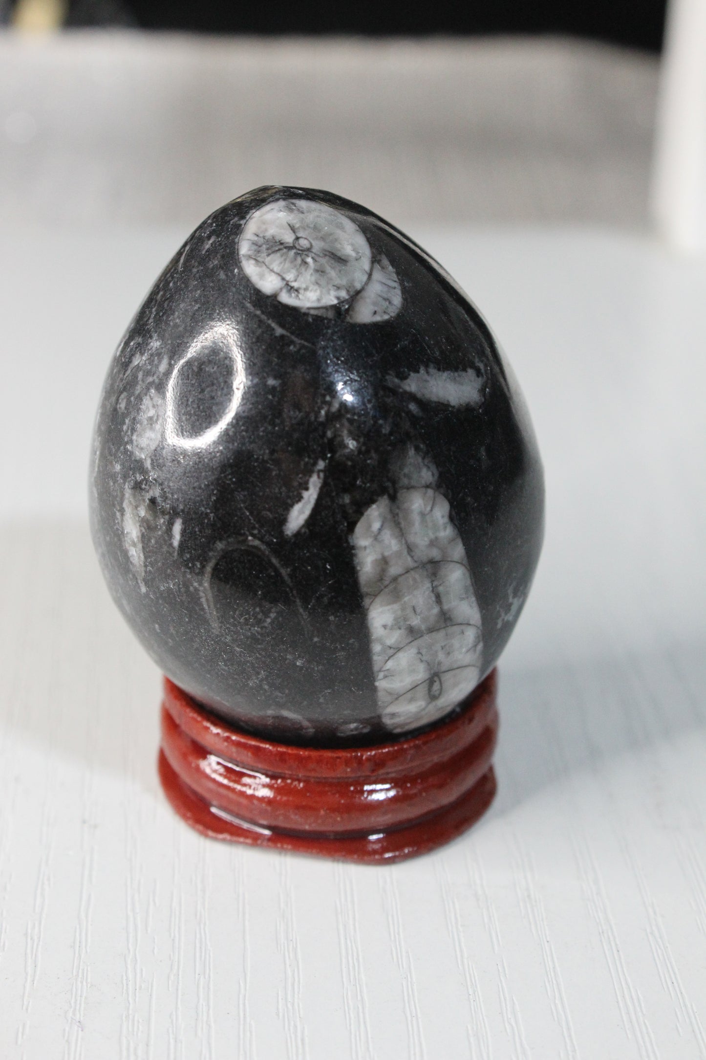 Orthoceras Fossil Egg