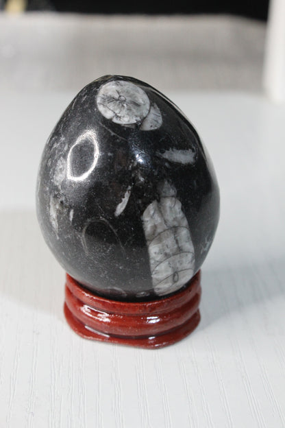 Orthoceras Fossil Egg