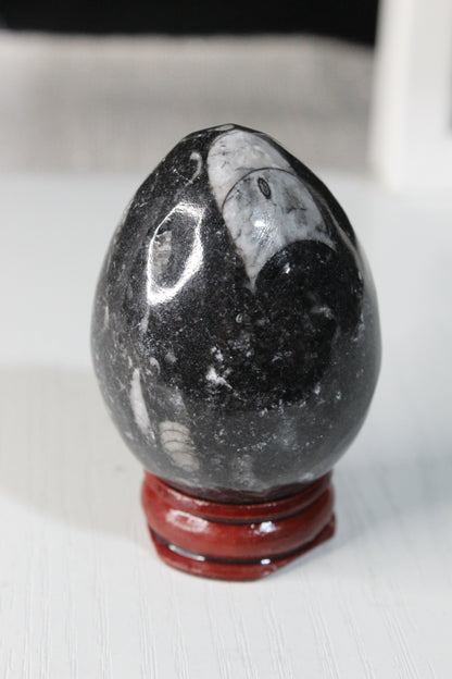 Orthoceras Fossil Egg