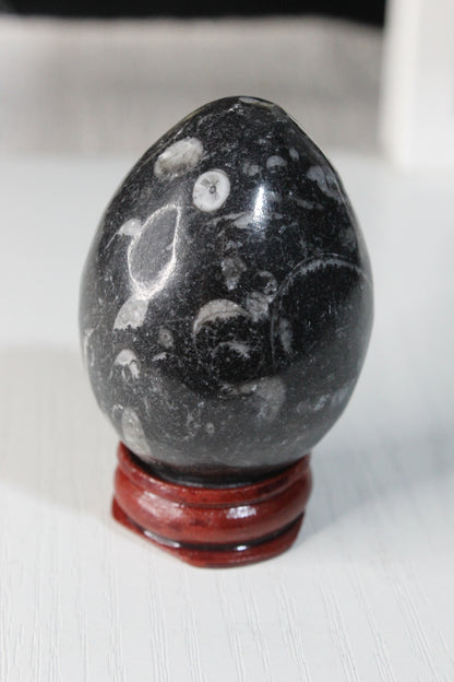 Orthoceras Fossil Egg